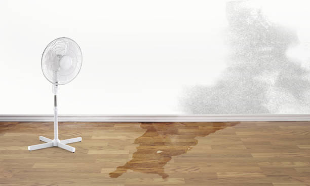 Best Flood damage cleanup  in Hobbs, NM